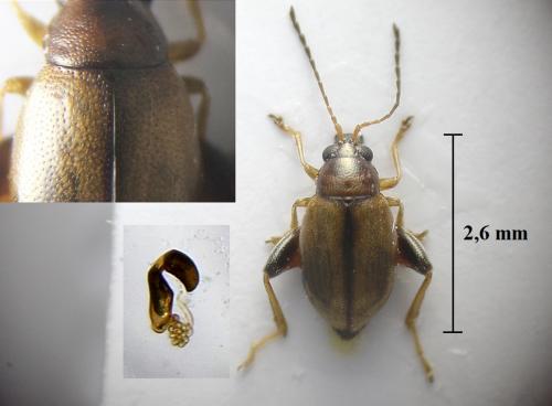 Longitarsus atricillus